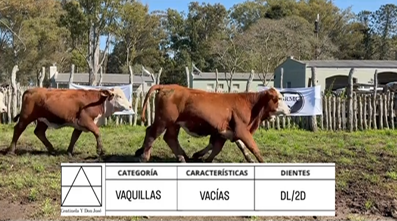 Lote VAQUILLAS PARA SERVICIO BRAFORD "A. OCANTO"