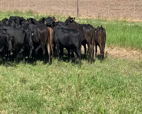 Lote 50 Vacas nuevas en El Colorado, Formosa