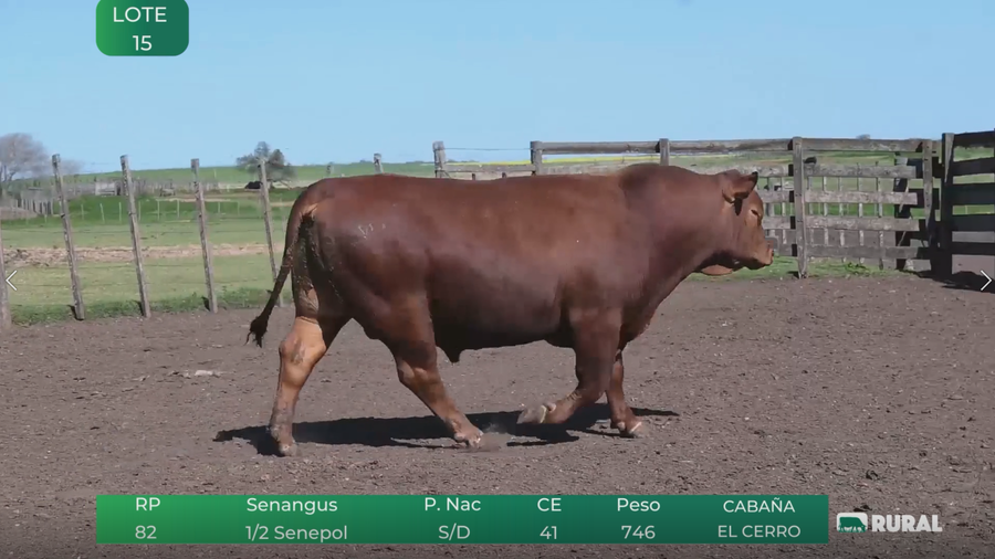 Lote Toros RP 120-82-111