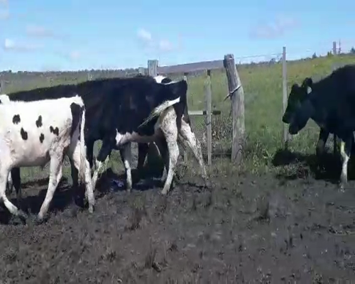 Lote 15 Novillos HOLANDO Y CRUZAS a remate en Pantalla Aniversario 260kg - , San José