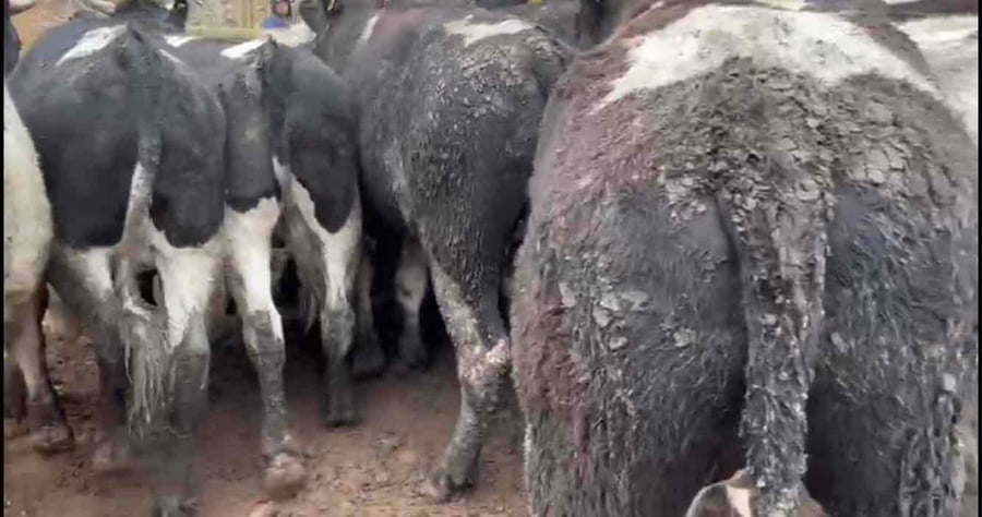 Lote 30 Novillo Gordo en Melipilla, Región Metropolitana