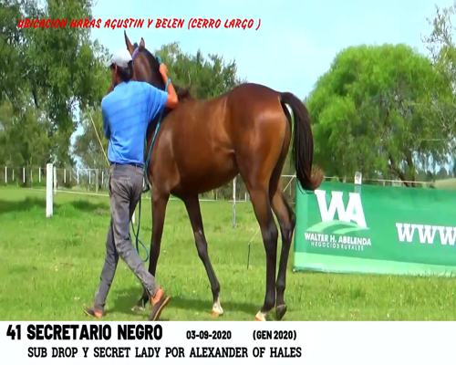 Lote SECRETARIO NEGRO