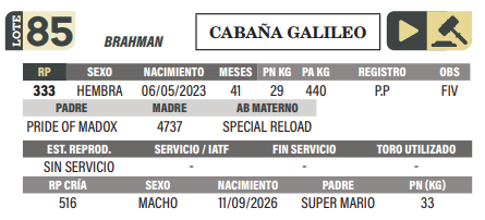 Lote LOTE 85