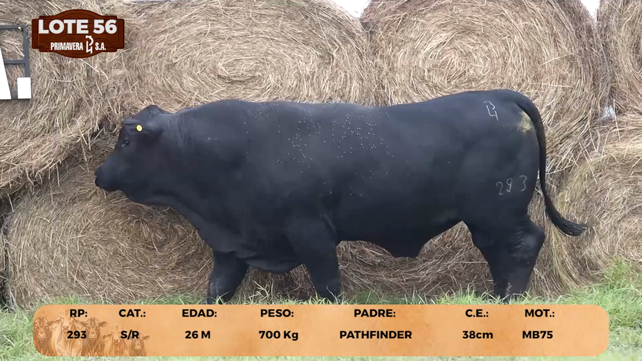 Lote LOTE 56