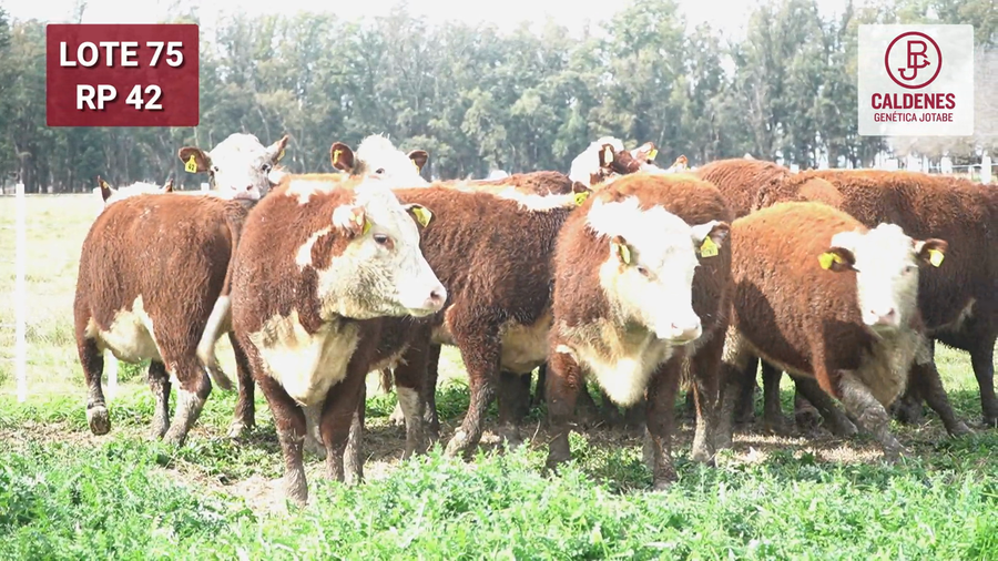 Lote VAQUILLONAS PR Y RG PREÑADAS PARICIÓN OTOÑO (INSEMINACION ARTIFICIAL)