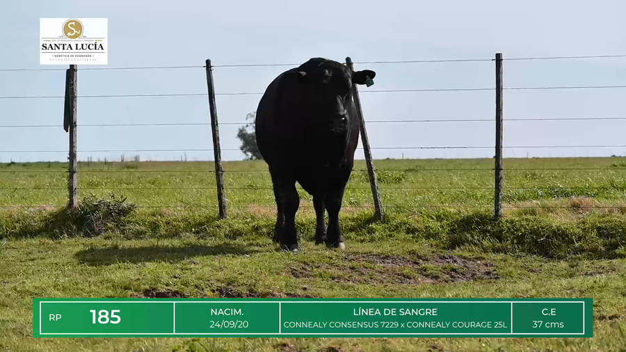 Lote TOROS ANGUS