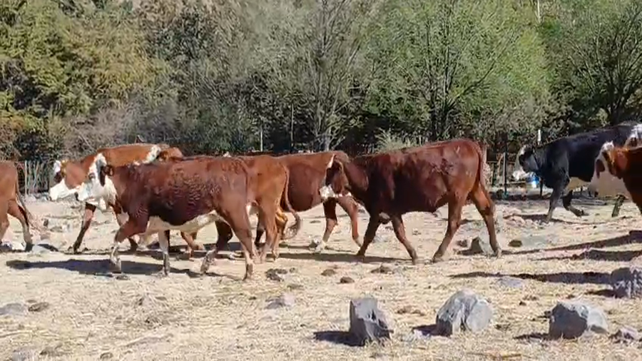 Lote 55 Vaquillonas preñadas