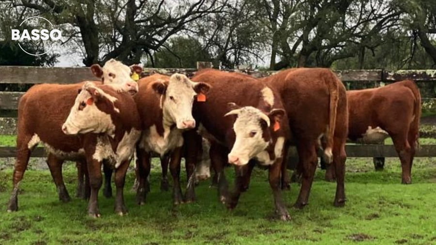 Lote 8 Vaquillonas sin servicio 1 a 2 años PI en Mariscala, Lavalleja