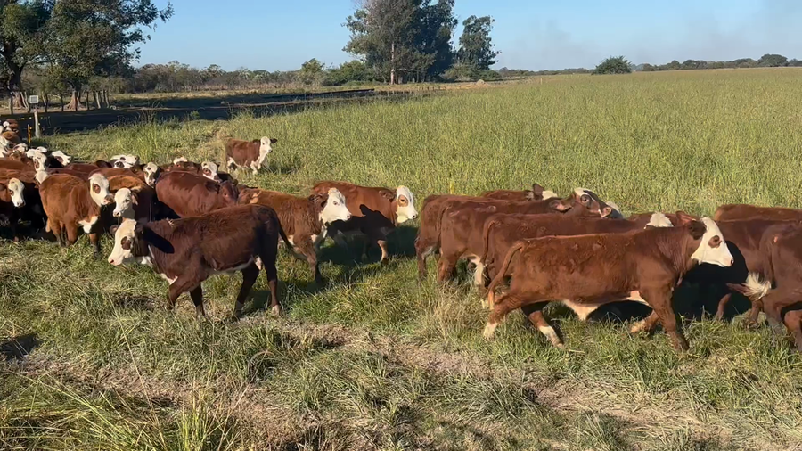 Lote 110 Terneros en Corrientes, Goya