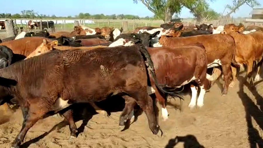 Lote 50 Vaquillonas Británicos en Helvecia, Santa Fe