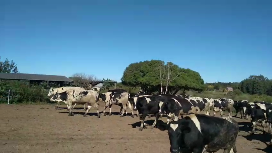 Lote 45 Terneros y Novillos a remate en Pantalla Camy - Aniversario 31 Años, San José