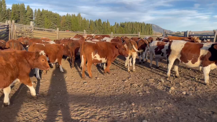 Lote 50 Novillo Engorda en Coyhaique, XI Región Aysén