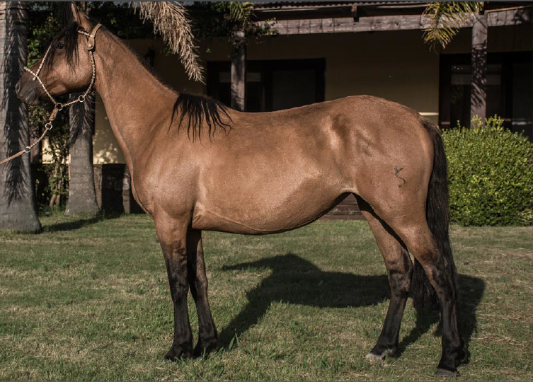 Lote SANTA INES ESCARAPELA