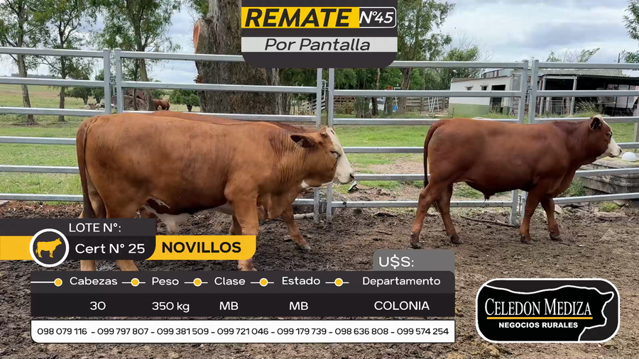 Lote 30 Novillos en Tarariras, Colonia