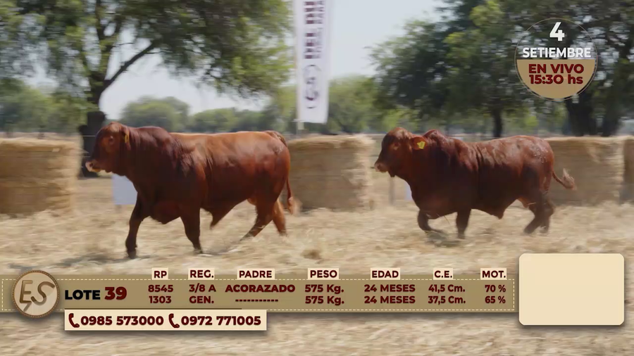 Lote TOROS