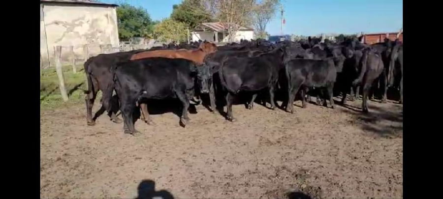 Lote 40 Vacas de invernar en Villaguay, Entre Ríos