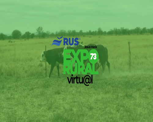 Lote VAQ BRAFORD PREÑADA GEN. INT.