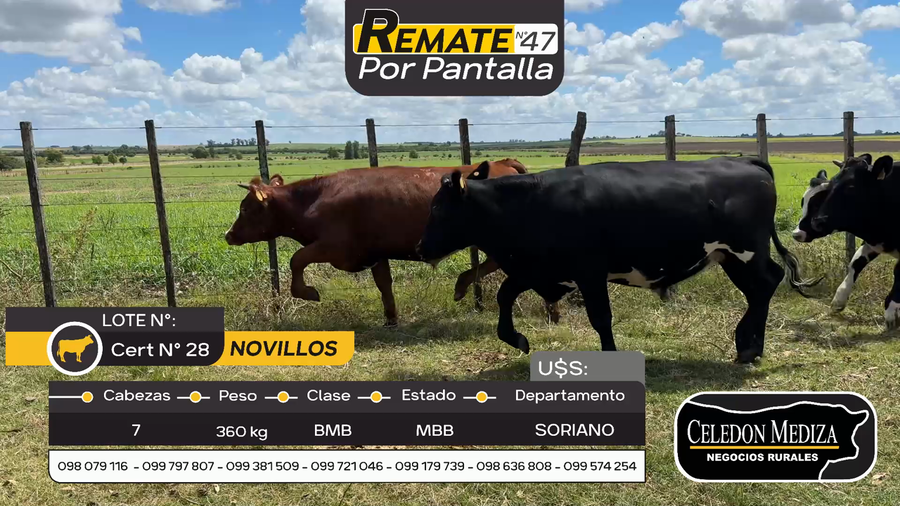 Lote 7 Novillos en Agraciada, Soriano