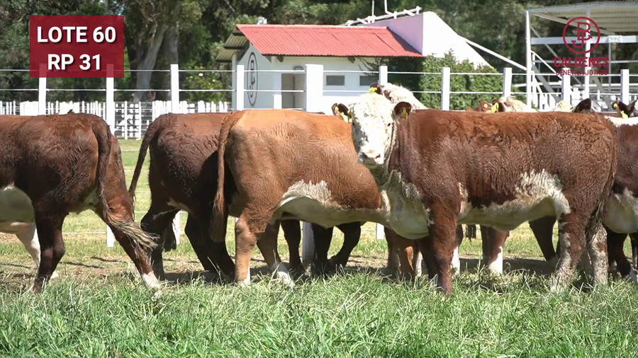 Lote VAQUILLONAS PREÑADAS PR Polled Hereford -PARICION OTOÑO 2026-