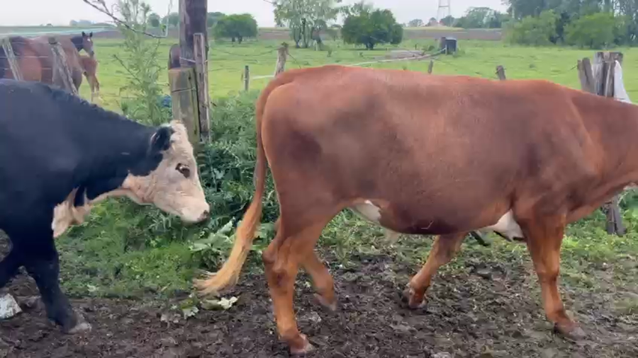 Lote 25 Novillos a remate en Pantalla Camy, San José