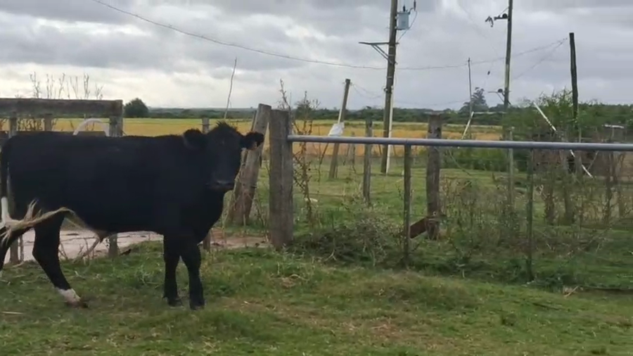 Lote Novillos a remate en Pantalla Camy 400kg - , San José