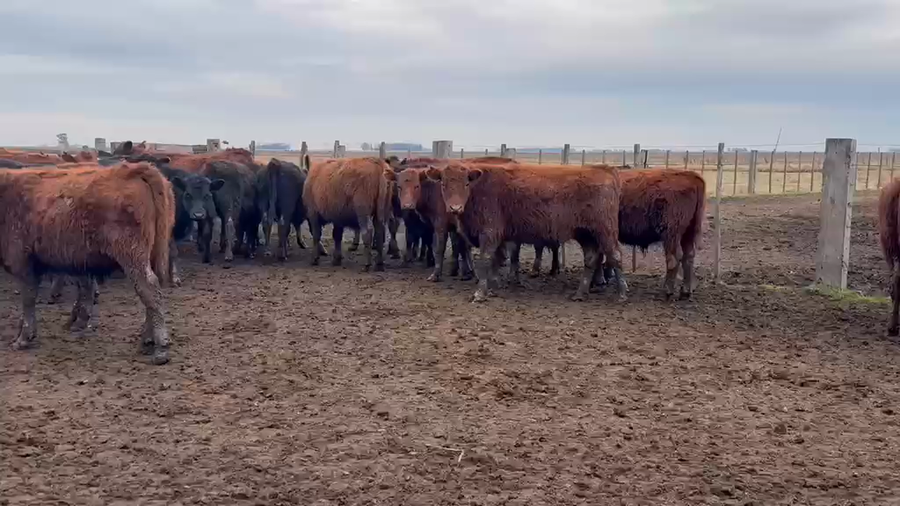 Lote 66 Terneros