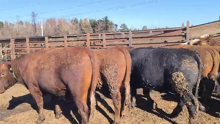 Lote 20 Novillo Gordo en Los Ángeles, VIII Región Biobío