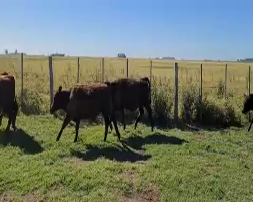 Lote 71 Terneros en Azul, Buenos Aires