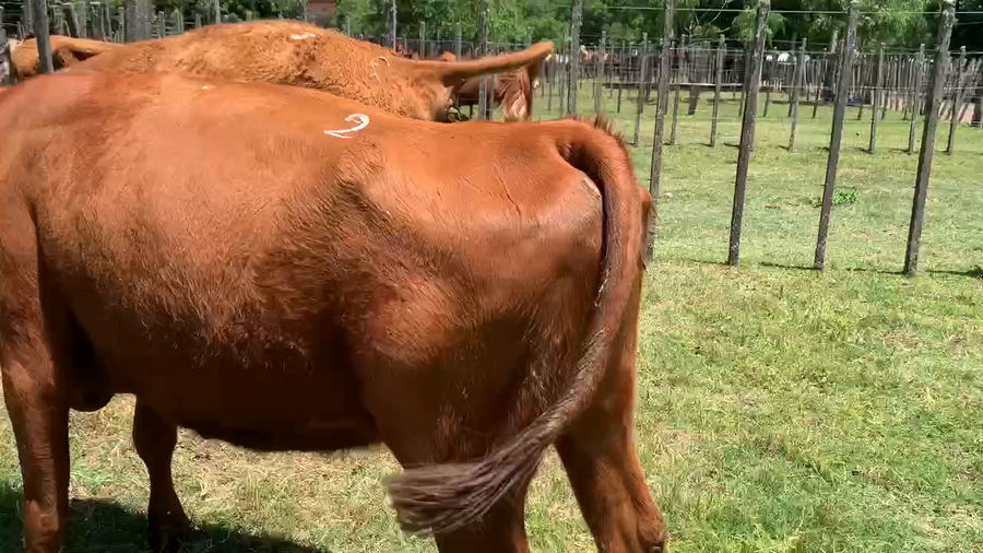 Lote 5 Vacas de Invernada en Melo, Cerro Largo