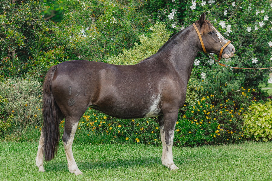 Lote La Higuera Iguana