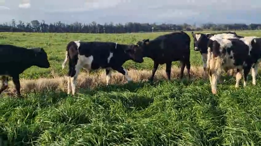 Lote 26 Terneros a remate en Pantalla Aniversario - Escritorio Camy, San José