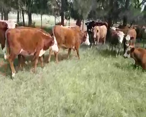 Lote 18 Novillos 1 a 2 años HEREFORD Y HOLANDO0 a remate en Pantalla Camy 290kg - , San José