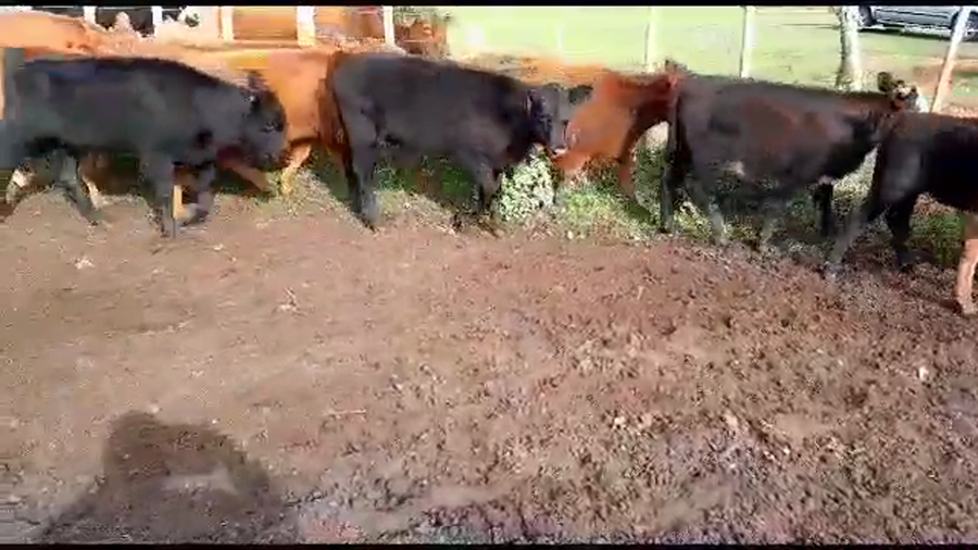 Lote 62 Terneras en San Salvador, Entre Ríos