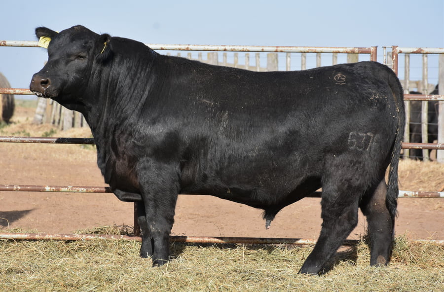 Lote TOROS (Corral 12)