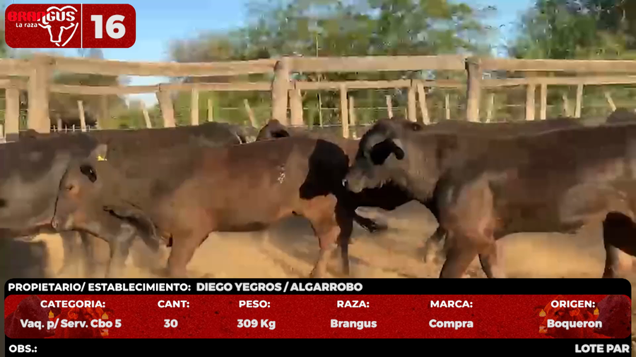 Lote LOTE 16 - POR PANTALLA