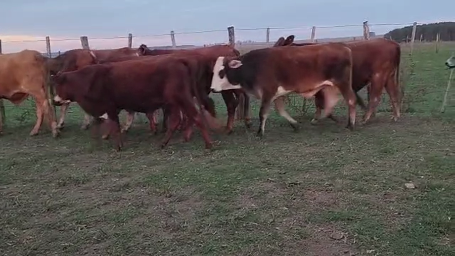 Lote 56 Novillos en Virasoro, Corrientes