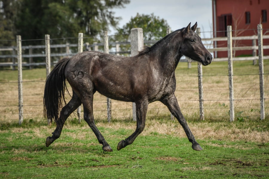 Lote AVENTRADE VERDES MARES