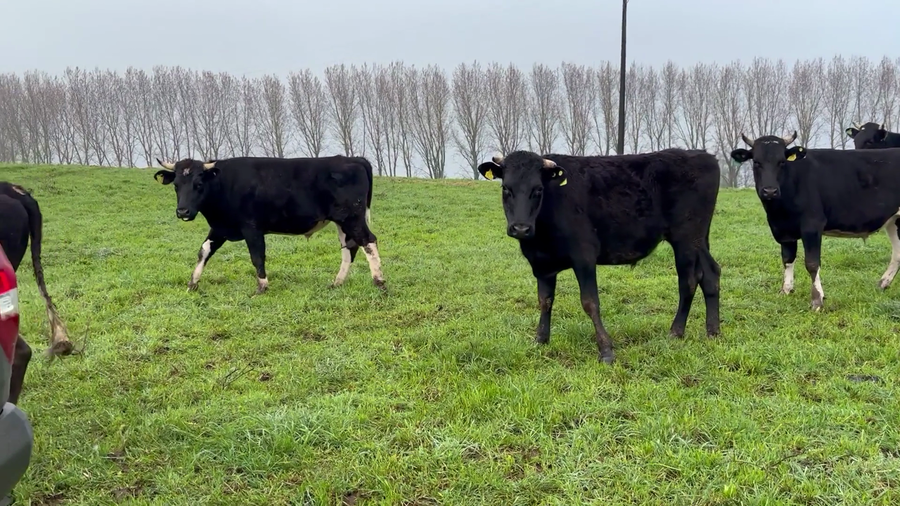 Lote 45 Novillo Gordo en Osorno, X Región Los Lagos