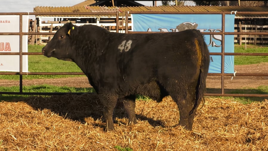 Lote TOROS ANGUS NEGROS PC