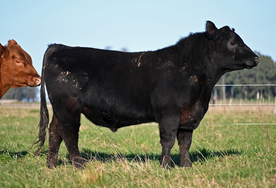 Lote TOROS PUROS DE PEDIGREE