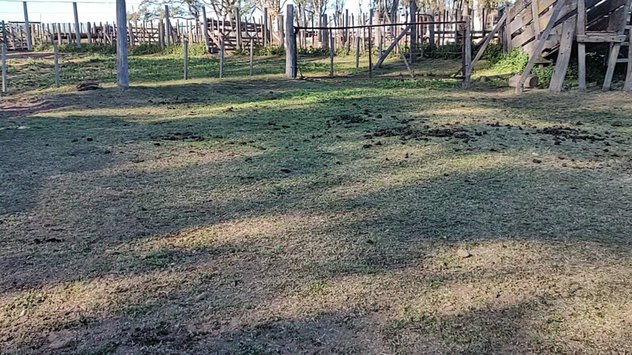 Lote 62 Terneros/as en Espartillar, Buenos Aires