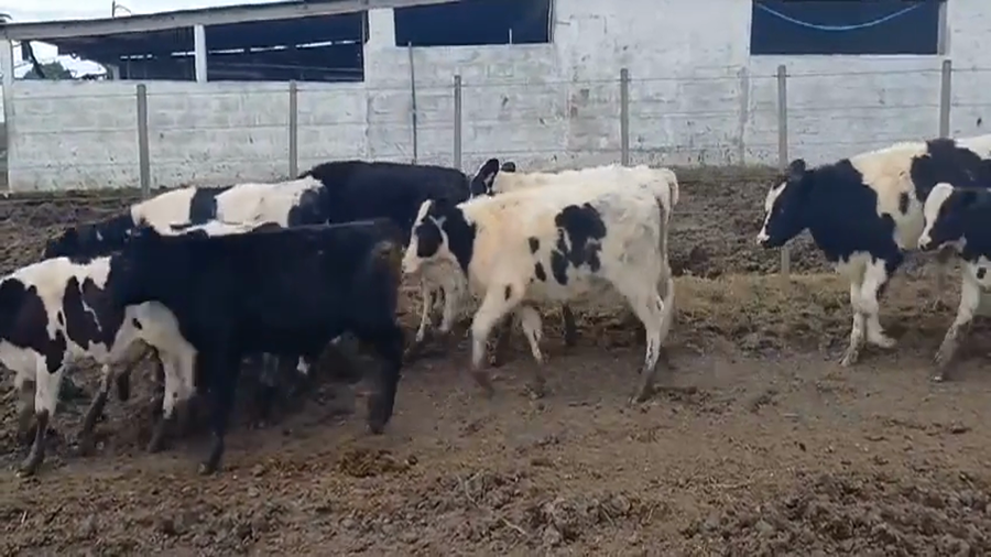 Lote (Vendido)27 Terneros Holando y Cruza a remate en #45 Pantalla Carmelo  160kg -  en Boca del Cufre