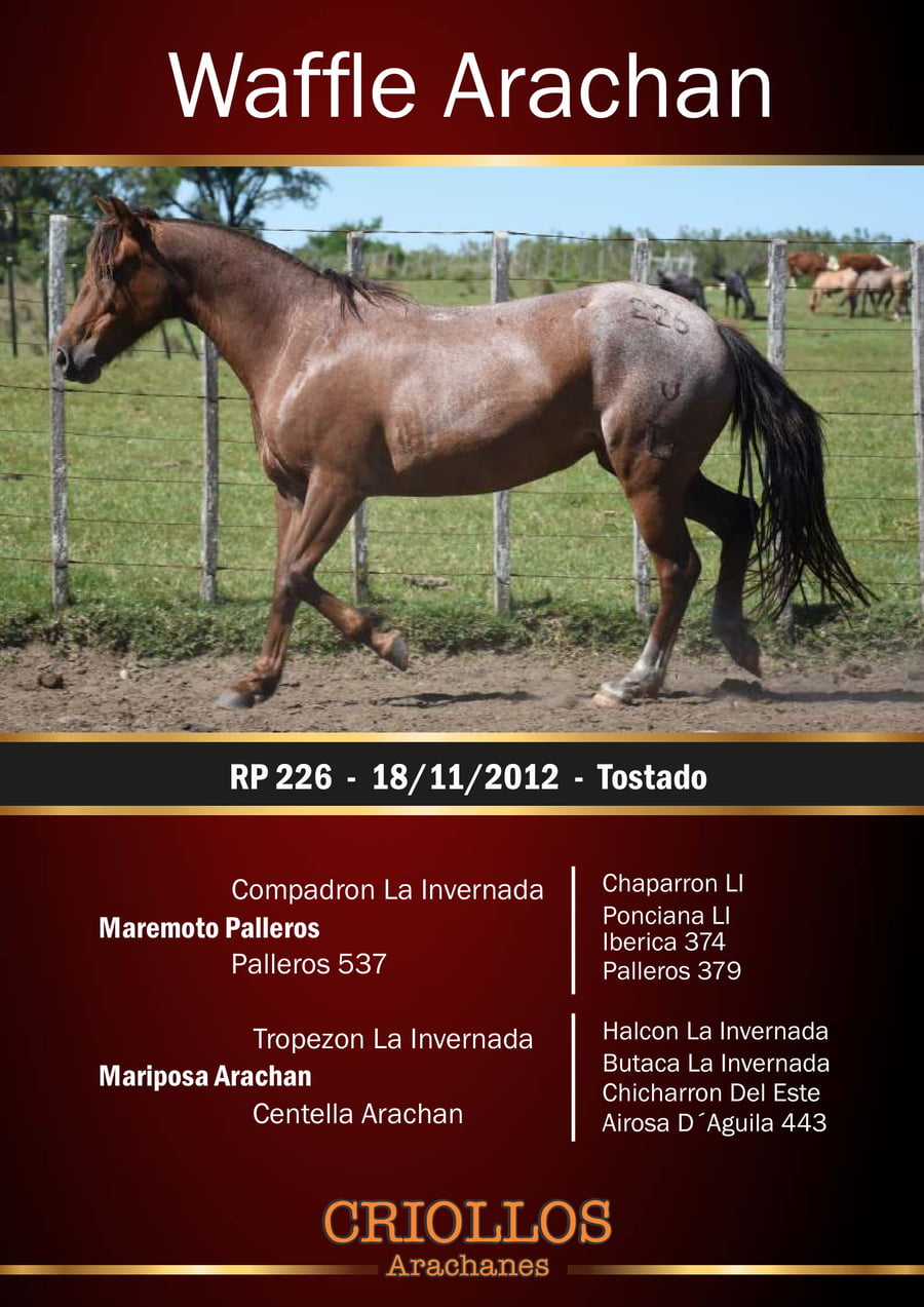 Lote Waffle Arachán - RP 226