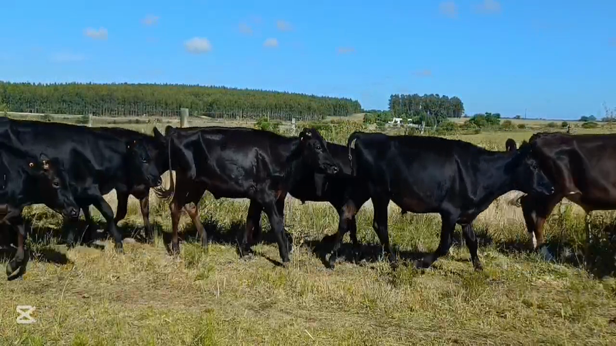 Lote NOVILLOS 1 A 2 AÑOS