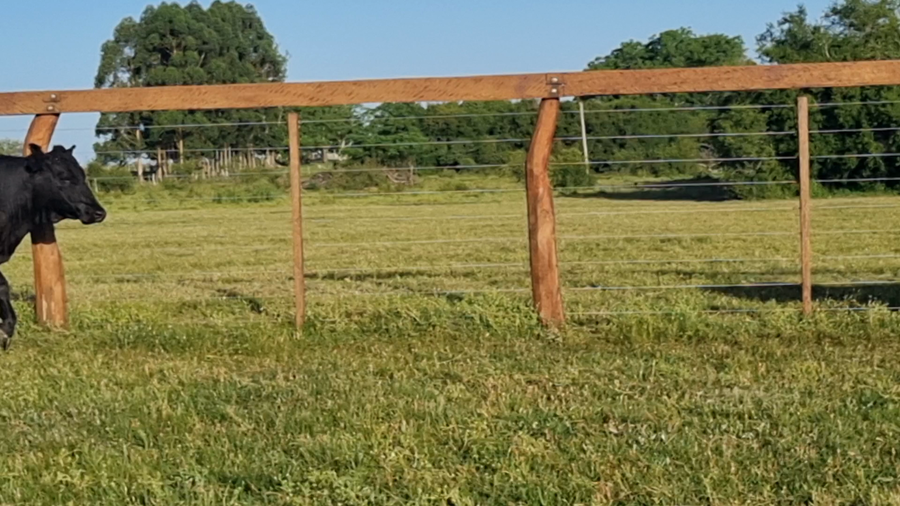 Lote 17 Vacas nuevas Preñadas