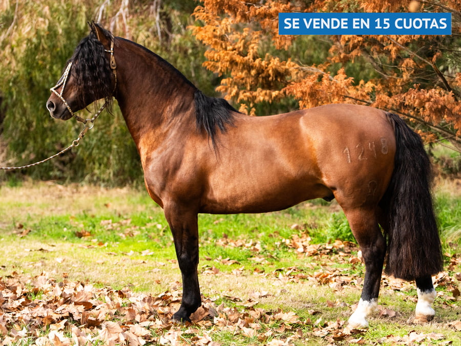 Lote TAÑIDO TRONADOR