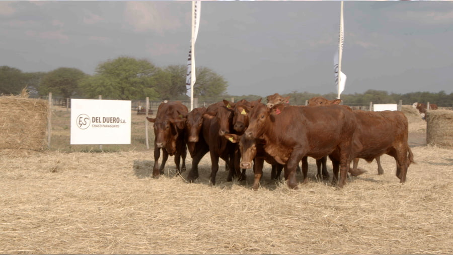 Lote Vaquillas CBO. 1 PREÑADAS