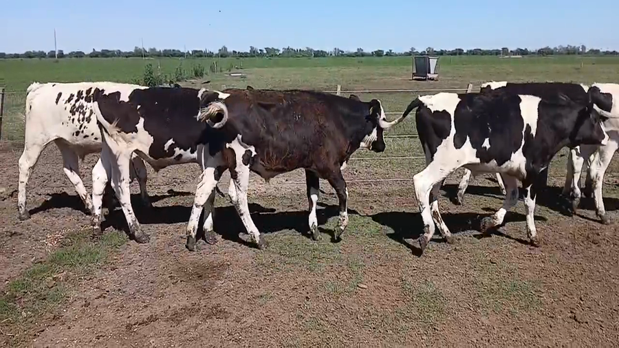 Lote 32 Terneros Holando Argentino en Sunchales, Santa Fe
