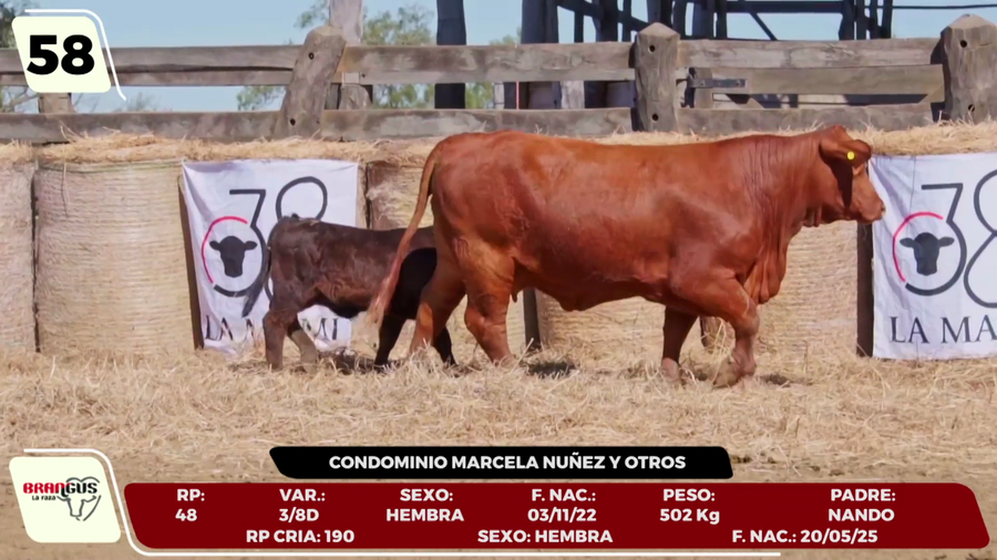 Lote LOTE 58 - CAMPO