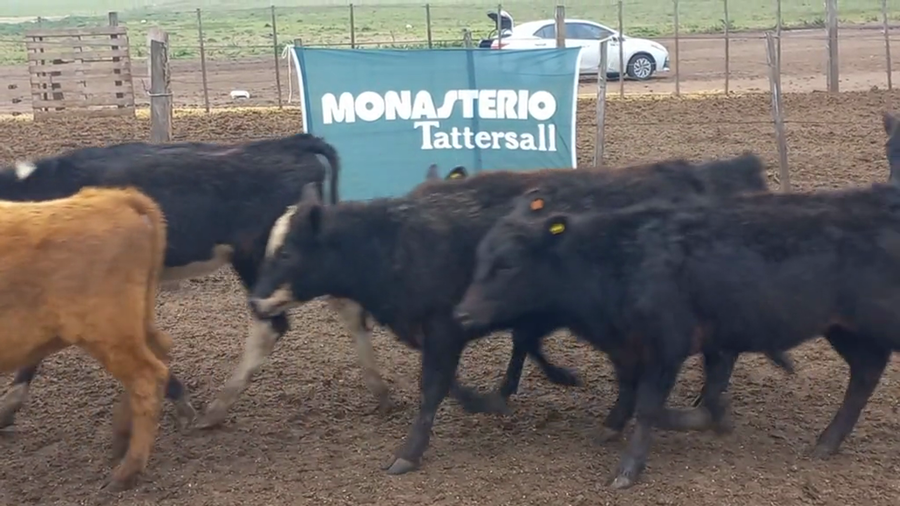 Lote 100 Terneras en Bolivar